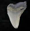 Partial Megalodon Tooth - North Carolina #19053-1